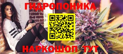 шишки Тара